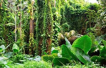 Ученые нашли в джунглях на месте города майя затерянное «посольство»