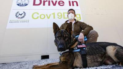 Эти собаки выявляют коронавирус за 5 секунд: появятся ли они в Израиле