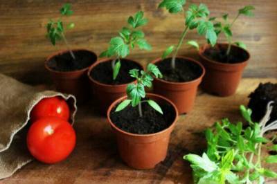 7 противопоказаний при выращивании рассады помидоров, которые действуют на них губительно