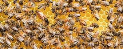Жители Африки занимались пчеловодством еще 3,5 тысячи лет назад