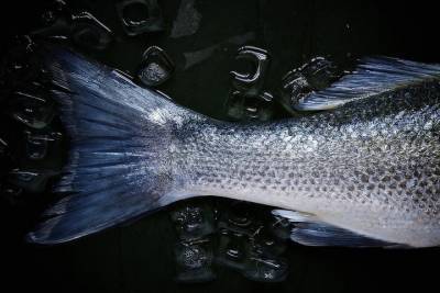 В Оренбуржье вновь зафиксирована массовая гибель рыб