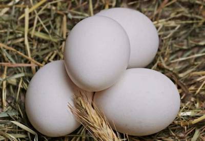 Медики назвали полезные и вредные способы приготовления яиц