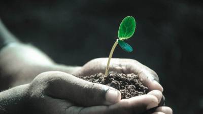 Грядка на подоконнике: как правильно вырастить рассаду