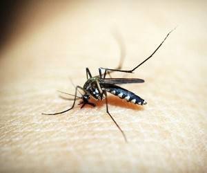 Какие люди особенно сильно привлекают комаров?