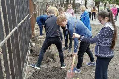 Сотни деревьев высадили на территории школ в Ставрополе