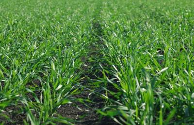 Производитель: Фитосанитарное состояние посевов лучше, чем в прошлом году