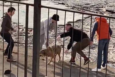 Ярославские подростки спасли тонущего пса
