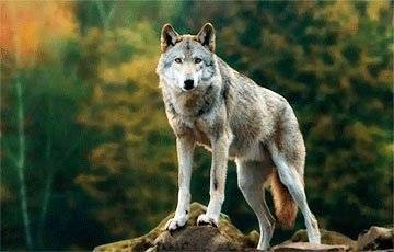 Ученые с помощью камеры-ошейника открыли необычные способности волков