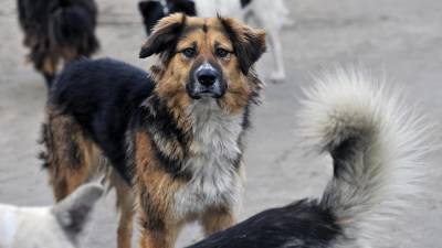 В Башкирии проконтролируют проблему бездомных собак после гибели ребенка