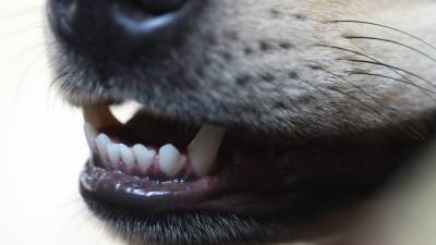 Бойцовский пес загрыз терьера на глазах покупателей магазина в Петербурге