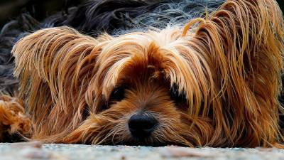 На Парнасе бойцовская собака насмерть загрызла йоркширского терьера