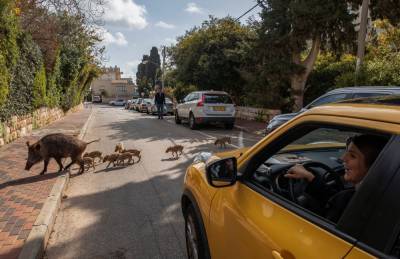 Кабаны стали неотъемлемой частью израильского городка: как с ними уживаются люди
