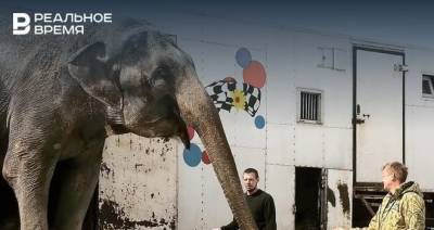 Появились видеокадры прибытия казанских слоних в Крым: Дженни и Магда счастливы