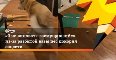 «Яневиноват»: засмущавшийся из-за разбитой вазы пес покорил соцсети