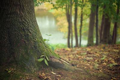 В Тамбовской области посадили более 200 гектаров молодого леса