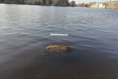 Труп кабана плавает в реке Ловать в Великих Луках