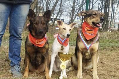 В Рязани прошла выставка собак из приюта, которые обрели дом
