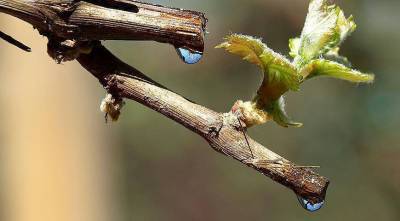 Плач виноградной лозы: что делать, если весной из винограда течет сок?
