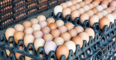 Как правильно хранить куриные яйца, объяснил американский фермер