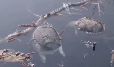 Десятки редких черепах погибли в охраняемом озере заповедника под Воронежем