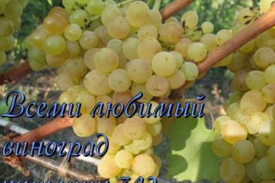 Виноград Кишмиш 342
