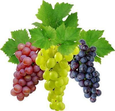 Что такое виноград