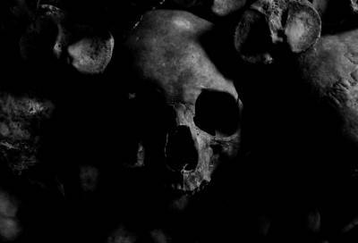 Следователи установят возраст скелетированных останков, найденных под Всеволожском