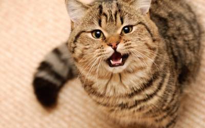 Как понять кошачий "язык": 8 сигналов, которыми питомец хочет вам что-то сказать