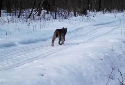 Видео: рысь дефилирует по апрельскому снегу в лесах у Лодейного Поля