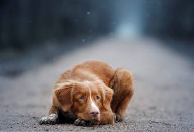 Усыплять или не усыплять: что делать с бездомными собаками?