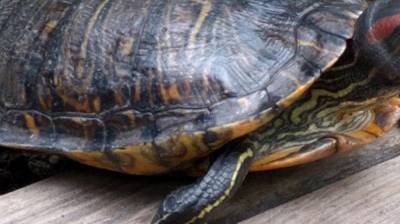 Несколько десятков черепах нашли мертвыми в озере под Воронежем