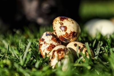 Вкусные и полезные: невероятные свойства перепелиных яиц