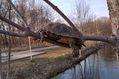 В Гагарине на ветке дерева обнаружили мертвую черепаху