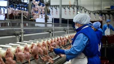 В отрасли сообщили о снижении оптовых цен на курицу