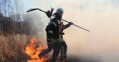 В Саласпилсской волости загорелся лес, выгорело несколько гектаров молодых саженцев