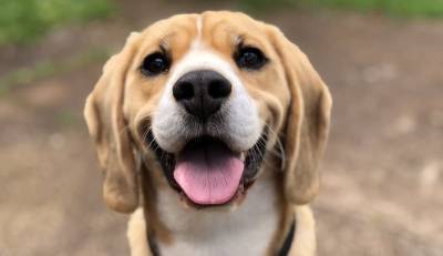 Ученые: Собаки могут обнаружить коронавирус с точностью до 96%
