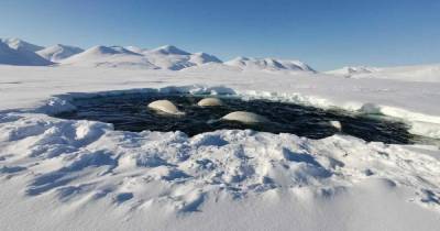 Около 20 белух попали в ледовый плен в бухте на Чукотке