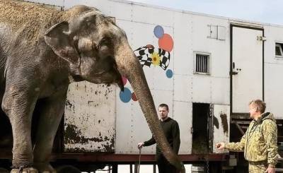 В Крымском зоопарке надеются, что психологическое состояние слоних из Казани придет в норму