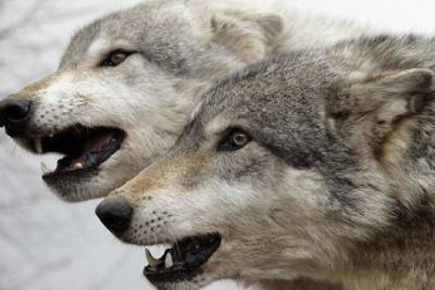 Двое новорожденных жеребят пострадали от нападения волков в Газимуро-Заводском районе