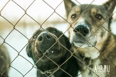 В кемеровском приюте для животных произошёл пожар, погибли собаки