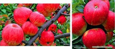 Какие сорта яблони выбрать для сада? Как их выбирать? В каком количестве сажать?