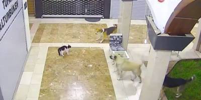 Три собаки загнали в угол кота в магазине, но мама-кошка спасла его - Видео - ТЕЛЕГРАФ