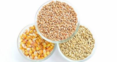 Совмин установил временный запрет на вывоз пшеницы, ржи, кукурузы и гречихи