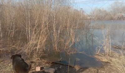 В Демском районе Уфы затопило собачий питомник