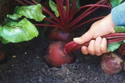 Ученые назвали овощ, который поможет школьникам и сохранит здоровье в старости – Учительская газета