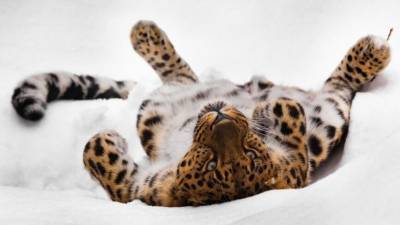 Брачные игры краснокнижных леопардов показали на видео в Приморье