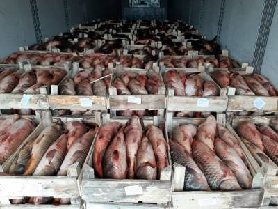 Через Астрахань не пропустили 19 тонн рыбы