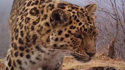 Фотоловушка зафиксировала брачные игры краснокнижных леопардов в Приморье
