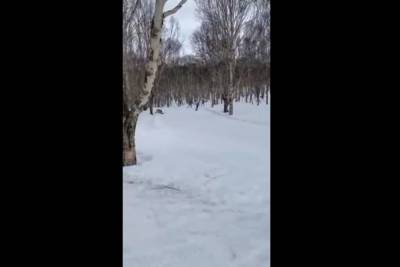 Трагедия на Камчатке: погиб краснодарский лыжник