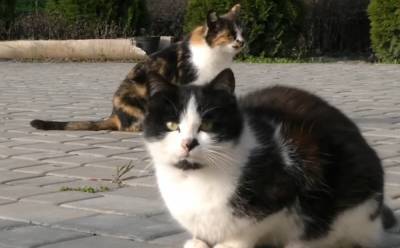 На Херсонщине мужчина устроил на работу котов: какие обязанности и зарплата у животных
